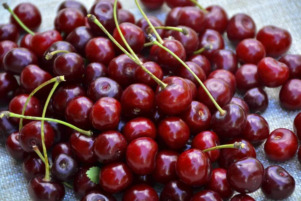 Closeup Bunch Wet Ripe Cherry Farm Stock Picture