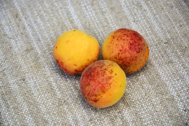 Nane yaprakları ile olgun sulu kayısı