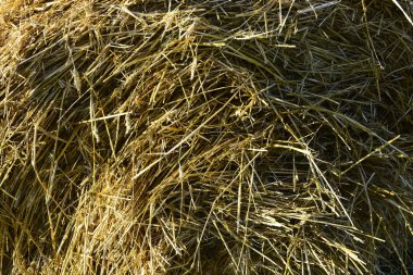 Buğday sapları, arka plan duvar kağıdı