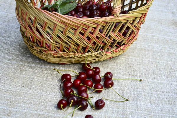 Fresh Ripe Cherries Wicker Basket — Stock Photo, Image