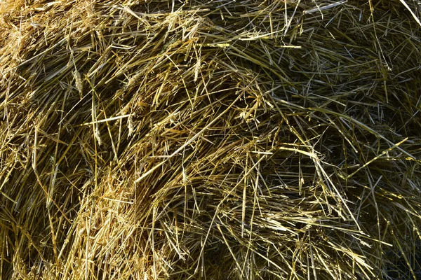 Buğday Sapları Arka Plan Duvar Kağıdı — Stok fotoğraf
