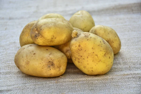 Neue Kartoffel Neue Ernte Isoliert — Stockfoto