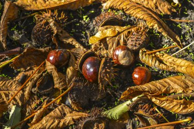 Kestane ağacının meyveleri olgunlaştı ve sonbahar şehir parkında yere düştü. Sarı ve kuru yaprakları arasında kahverengi meyve ve sarı-yeşil kabuğu çarpıcı bir sonbahar resmi oluşturmak.