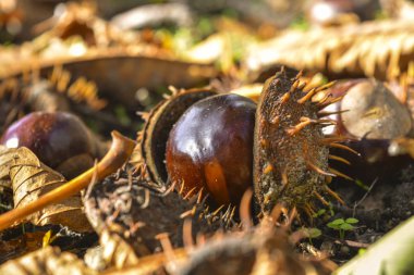 Kestane ağacının meyveleri olgunlaştı ve sonbahar şehir parkında yere düştü. Sarı ve kuru yaprakları arasında kahverengi meyve ve sarı-yeşil kabuğu çarpıcı bir sonbahar resmi oluşturmak.