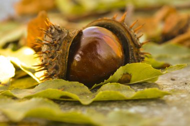 Kestane ağacının meyveleri olgunlaştı ve sonbahar şehir parkında yere düştü. Sarı ve kuru yaprakları arasında kahverengi meyve ve sarı-yeşil kabuğu çarpıcı bir sonbahar resmi oluşturmak.
