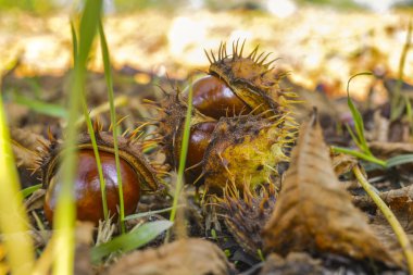 Ağaçtan düştükten sonra kestaneler yerde. Acı kestane Aesculus hippocastanum veya at kestanesi tohumları ve acı tadı nedeniyle yenilebilir değildir. Acı at kestanesi, açık sonbahar parkı.