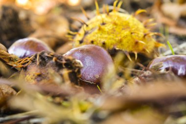 Kestane ağacının meyveleri olgunlaştı ve sonbahar şehir parkında yere düştü. Sarı ve kuru yaprakları arasında kahverengi meyve ve sarı-yeşil kabuğu çarpıcı bir sonbahar resmi oluşturmak.