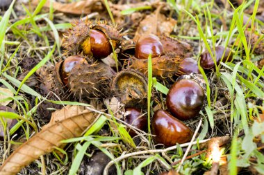 Kestane ağacının meyveleri olgunlaştı ve sonbahar şehir parkında yere düştü. Sarı ve kuru yaprakları arasında kahverengi meyve ve sarı-yeşil kabuğu çarpıcı bir sonbahar resmi oluşturmak.