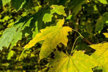 Sonbahar yaprakları sarı bir ağaca döndü