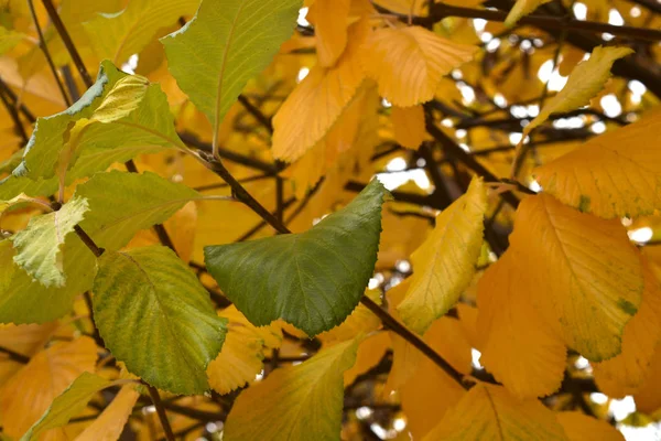 Vackra Höst Röda Och Gula Löv Skapar Fantastisk Bild Naturen — Stockfoto