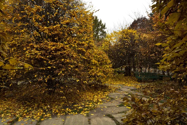 Road Autumn City Park Trees Yellow Red Leaves Ground Fallen — Stock Photo, Image
