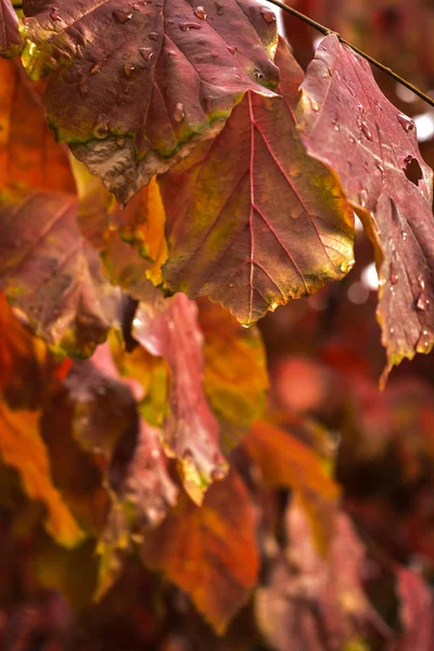 Lindas Folhas Vermelhas Amarelas Outono Criam Uma Imagem Incrível Natureza — Fotografia de Stock