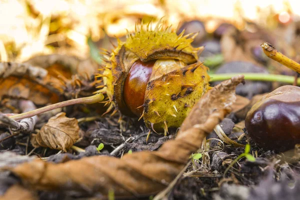 Chestnuts on the ground after falling from a tree. Bitter chestnuts are the seeds of Aesculus hippocastanum or horse chestnut and are not edible due to their bitter taste. Bitter horse chestnuts, open autumn park.