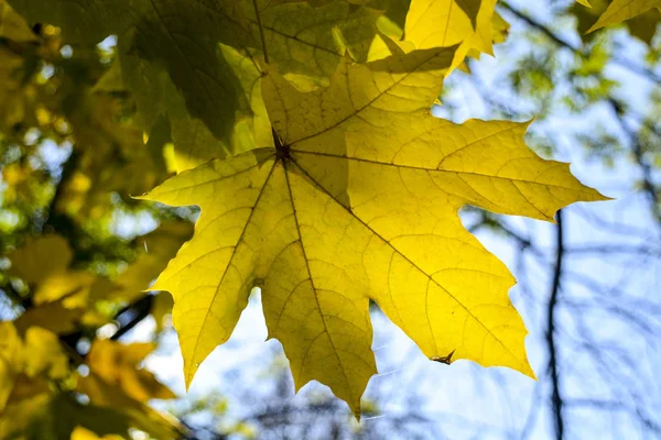 Herfst Bladeren Geel Gedraaid Een Boom — Stockfoto