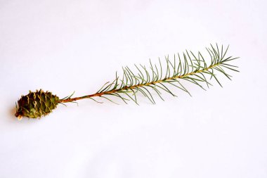 Şube Ladin konileri büyür