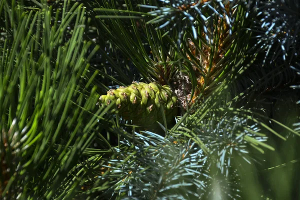 Hermosos Conos Verdes Cuelgan Las Ramas Abeto Las Agujas Crean — Foto de Stock