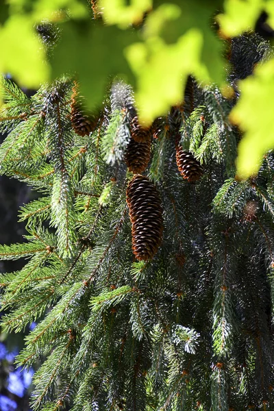 Bonitos Cones Verdes Pendurados Nos Ramos Abeto Agulhas Criam Uma — Fotografia de Stock