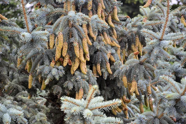 Mooie Groene Kegels Hangen Takken Van Sparren Naalden Creëren Een — Stockfoto