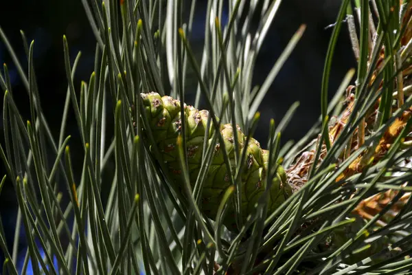 Beautiful Green Cones Hang Branches Spruce Needles Create Wonderful Composition — Stock Photo, Image