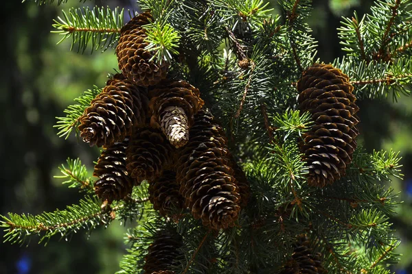 Bonitos Cones Verdes Pendurados Nos Ramos Abeto Agulhas Criam Uma — Fotografia de Stock