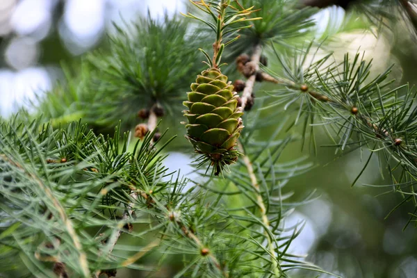 Bonitos Cones Verdes Pendurados Nos Ramos Abeto Agulhas Criam Uma — Fotografia de Stock