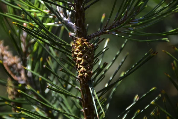 Hermosos Conos Verdes Cuelgan Las Ramas Abeto Las Agujas Crean — Foto de Stock