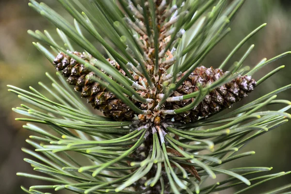 Bonitos Cones Verdes Pendurados Nos Ramos Abeto Agulhas Criam Uma — Fotografia de Stock