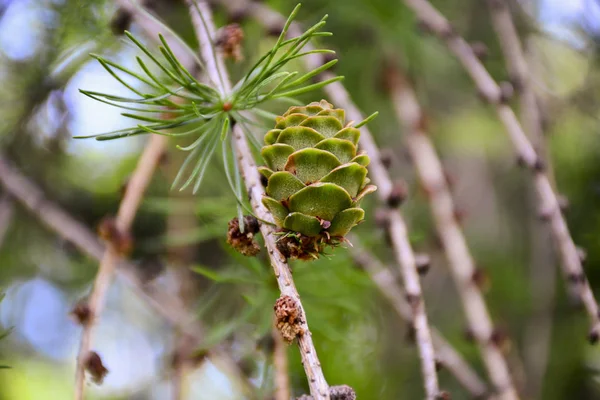 Hermosos Conos Verdes Cuelgan Las Ramas Abeto Las Agujas Crean — Foto de Stock