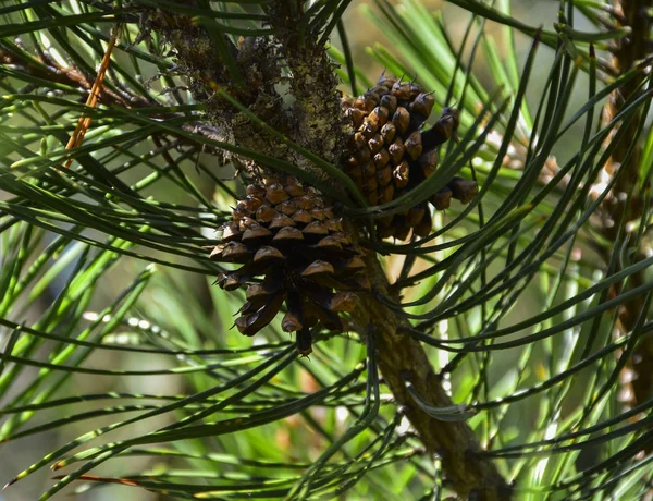 Bonitos Cones Verdes Pendurados Nos Ramos Abeto Agulhas Criam Uma — Fotografia de Stock