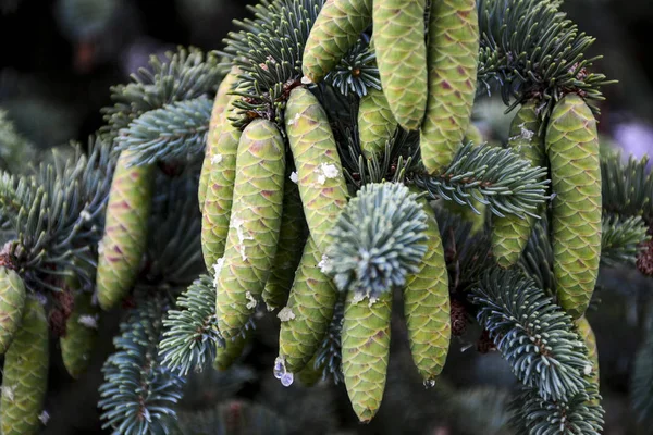 Hermosos Conos Verdes Cuelgan Las Ramas Abeto Las Agujas Crean — Foto de Stock