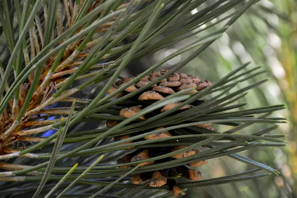 Bonitos Cones Verdes Pendurados Nos Ramos Abeto Agulhas Criam Uma — Fotografia de Stock