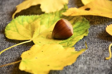 Nötr gri bir arka plan üzerinde sarı sonbahar yaprakları ile fındık fındık. Arka plan ve sarı yaprakları kahverengi ceviz kabukları ile mükemmel kontrast