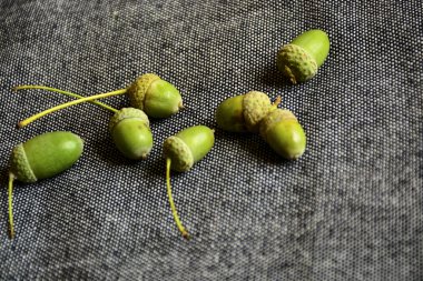 Gri bir arka plan üzerinde yeşil meşe meşe palamudu. Gri, nötr arka plan yeşil meyvelerin kontrastını vurgular ve uyumlu bir kompozisyon oluşturur. Sonbahar doğal sürprizler, iyi bir ruh hali fark