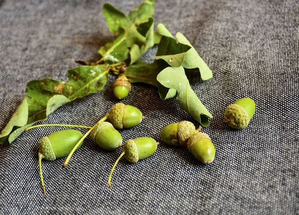 Green oak acorns on a gray background. A gray, neutral background emphasizes the contrast of green fruits and creates a harmonious composition. Autumn natural surprises, realizing a good mood