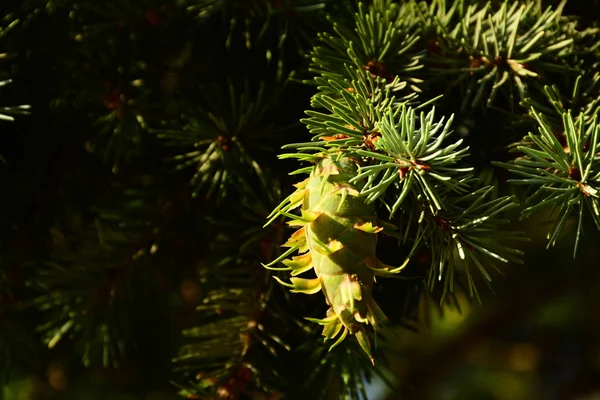 Piękne Zielone Stożki Powiesić Gałęziach Świerk Igły Tworzą Wspaniałą Kompozycję — Zdjęcie stockowe