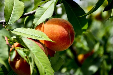 Bir ağaçta olgun sulu şeftali. Hasat, gıda, meyve.
