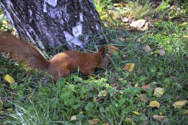 Şehir parkında küçük kırmızı sincap.