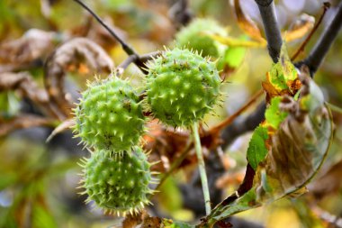 Sonbahar şehir parkında güzel kestane.
