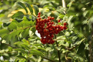 Güneşli bir günde yeşil yaprakları arasında kırmızı rowan meyve.
