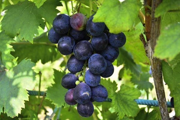 Monte Uvas Suculentas Maduras Videira — Fotografia de Stock