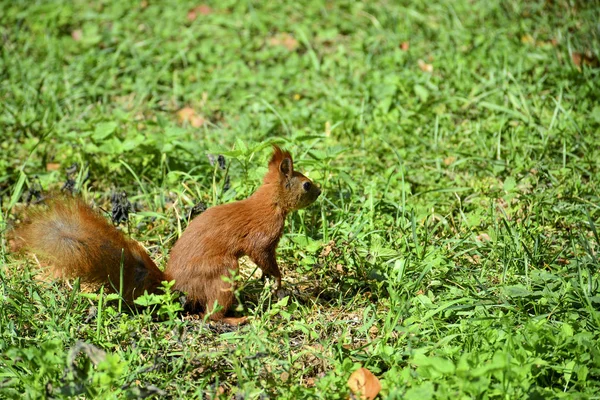 Ardilla Roja Parque Ciudad —  Fotos de Stock