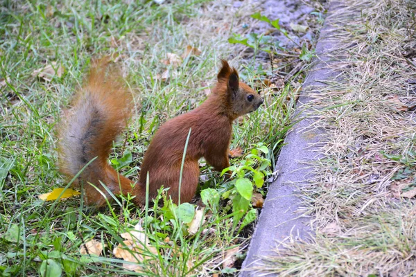 Kleines Rotes Eichhörnchen Stadtpark — Stockfoto