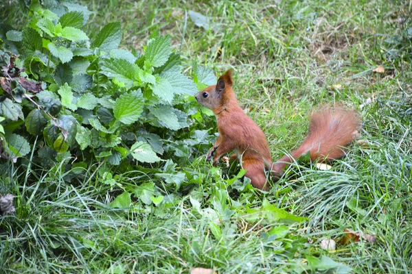 城市公园里的小红松鼠 — 图库照片