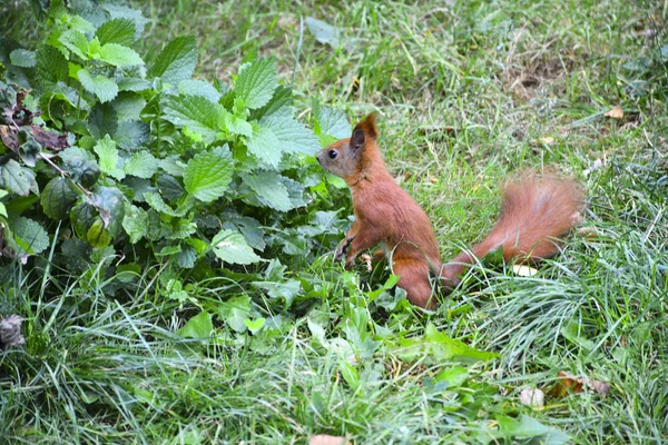 Ardilla Roja Parque Ciudad — Foto de Stock