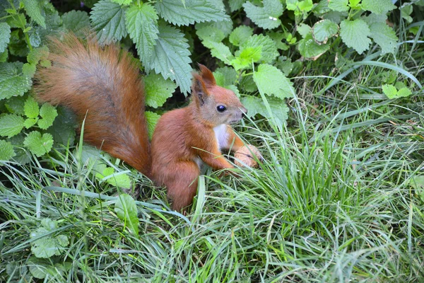 Ardilla Roja Parque Ciudad — Foto de Stock