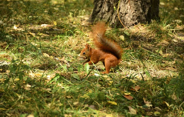 Pequeno Esquilo Vermelho Parque Cidade — Fotografia de Stock