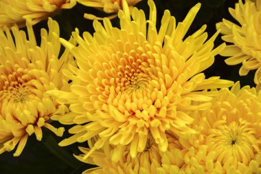 Güzel sonbahar kasımpatı çiçekleri. Park, doğa..