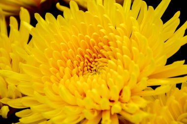 Güzel sonbahar kasımpatı çiçekleri. Park, doğa..