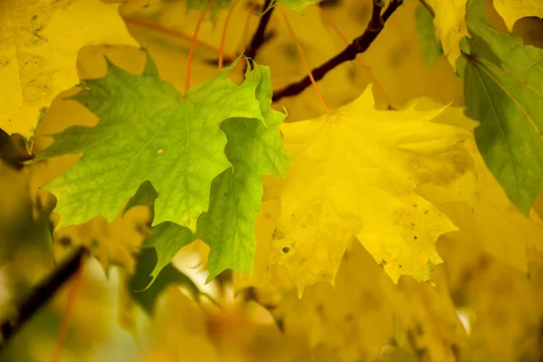 Prachtige Herfst Gele Bladeren Aan Bomen Magie Van Herfstkleuren — Stockfoto