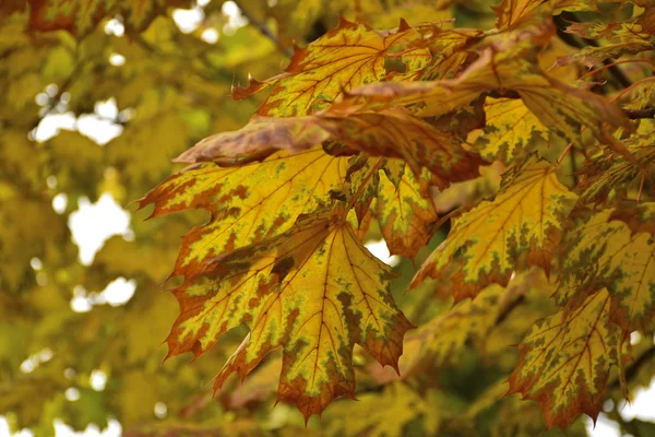 Vackra Höstgula Löv Träden Magin Höstens Färger — Stockfoto